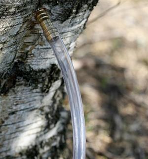 Tappestuds i messing til tapning af birkesaft